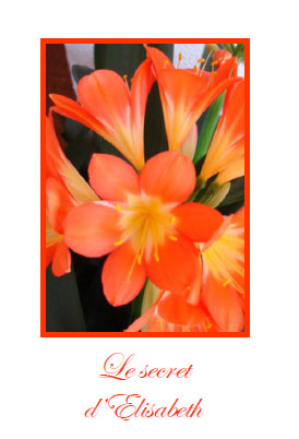 Secret, clivia