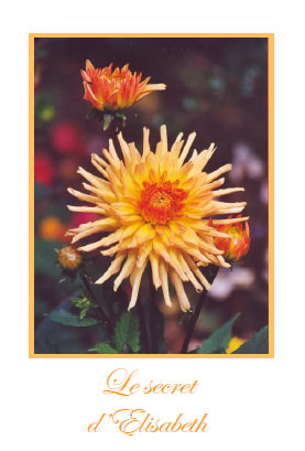 Secret, dahlia