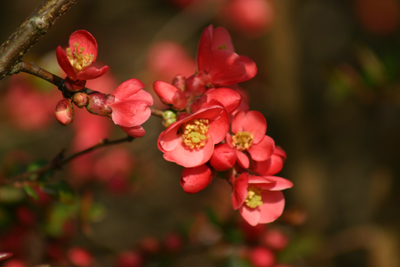 Cognassier en fleurs