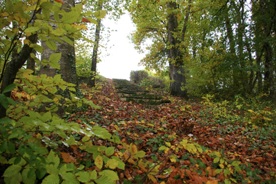 Chemin dans la forêt