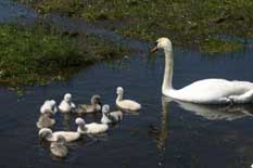 Cane avec ses petits sur l'eau