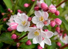 Fleurs de pommier