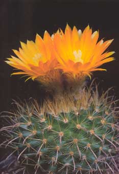 Fleur de cactus