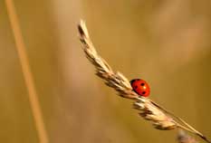 Coccinelle sur un épi de blé