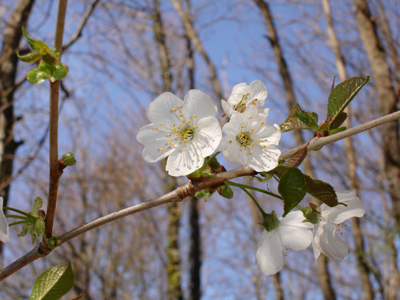 Fleurs de cerisier