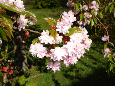 cerisier du Japon en fleurs