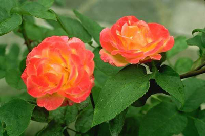 Roses orange
