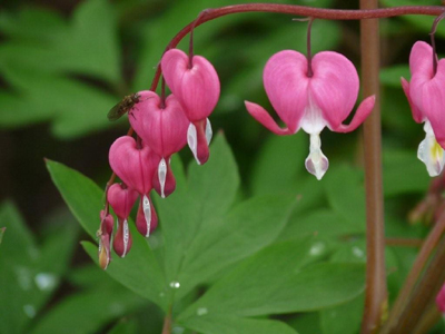 Fleur coeur de Marie