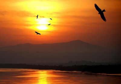 Oiseaux volant sur lac au soleil couchant