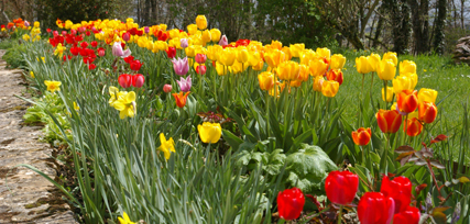 allée de tulipes