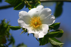 Aubépine en fleur