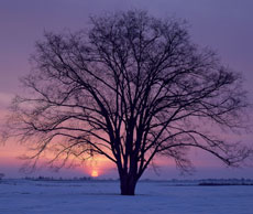 Arbre nu sous la neige, au soleil couchant