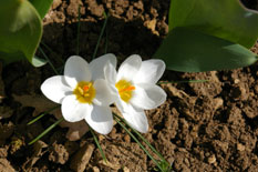 Crocus blancs