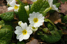 Primevères blanches