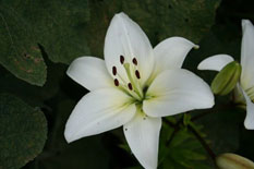 Lys blanc