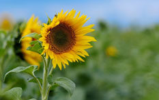 Fleur de tournesol