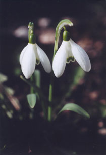 Fleurs de perce-neige