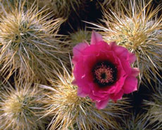 Fleur de catus